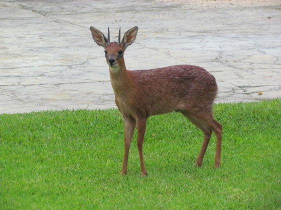 He was quite unconcerned