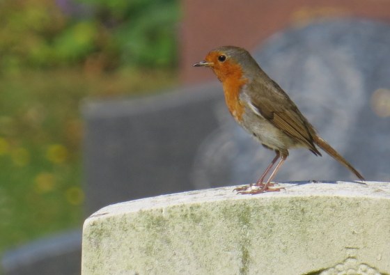 Little Robin Redbreast