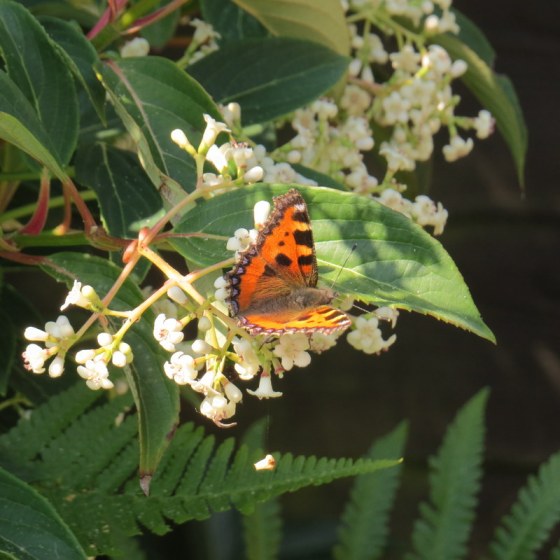 This lovely butterfly enjoys the garden too.