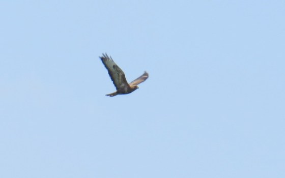 Red Kite