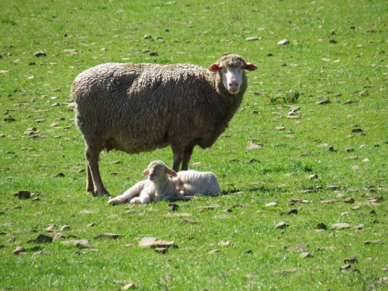 Mommy sheep with twins