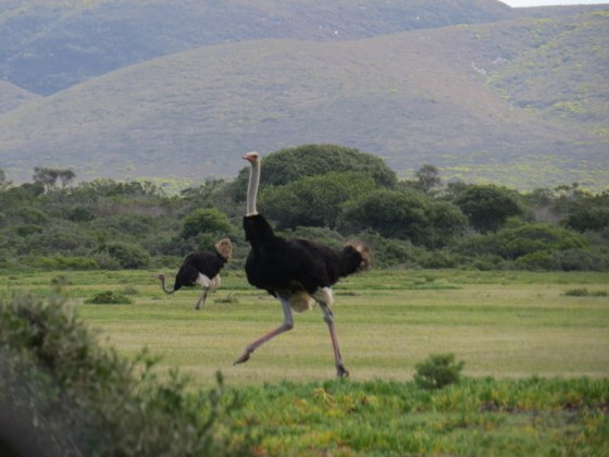 Smart Ostrich