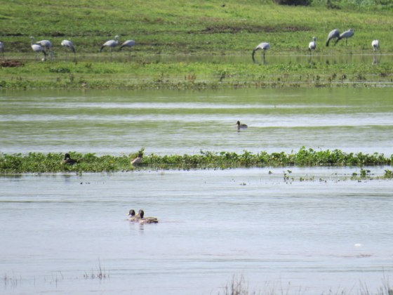 Water Water Everywhere