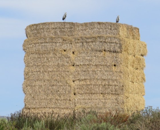 Grey Heron on top of hay stack - some birds have made nest holes it the stack