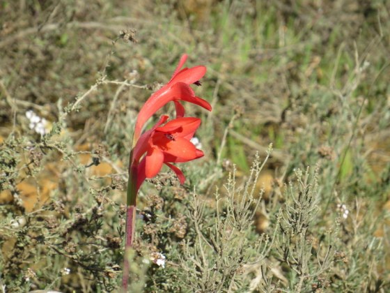 The Wild Flowers were beautiful