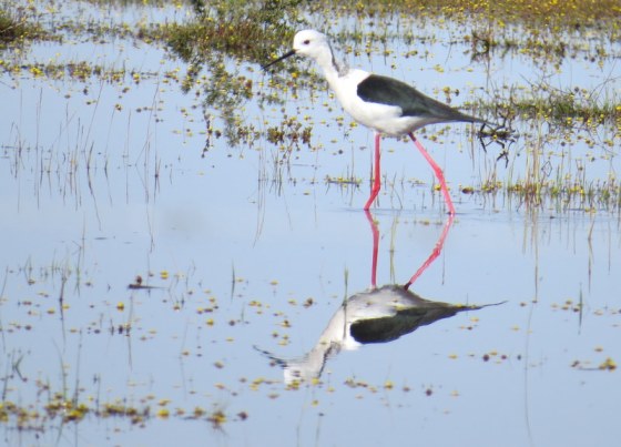Black-winged Stilt