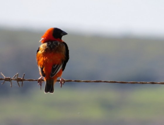 Male Red Bishop
