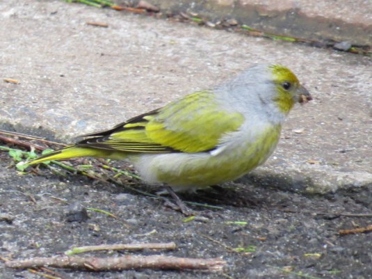 Cape Canary