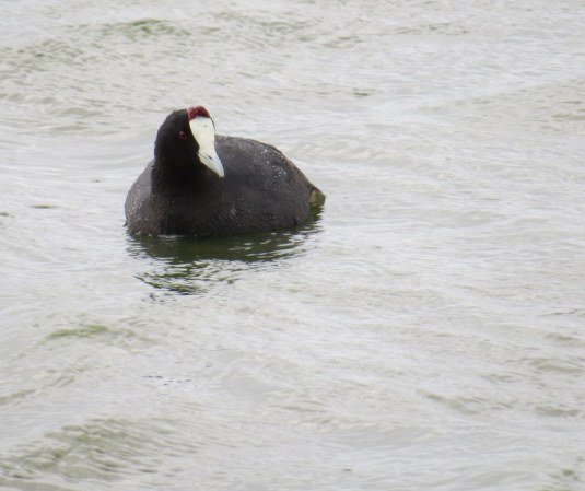 Red-knobbed coot