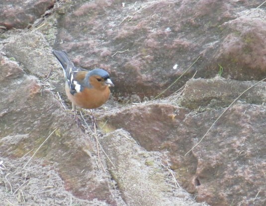 Chaffinch