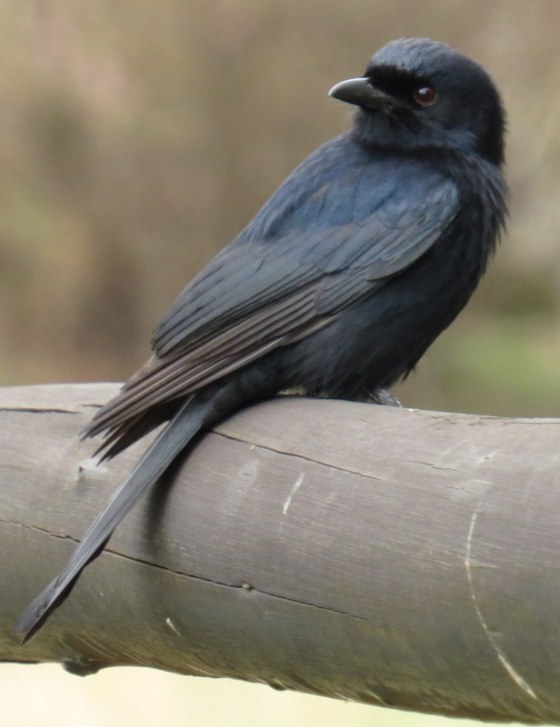 A fork tailed drongo greets us at the bridge