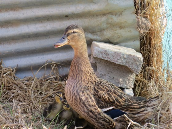 The kids were intrigued by the ducklings