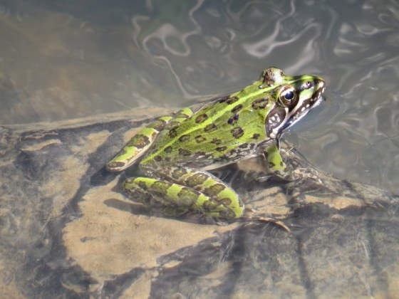 A princely frog
