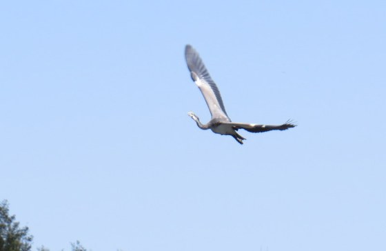 Wattled Crane in flight