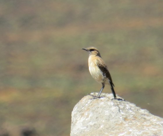 Buff Streaked Chat Female