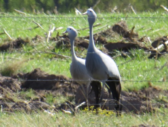 Blue Cran on the local farmlands