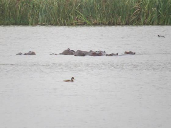  A Pod of Hippo