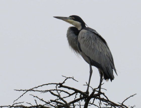 Black-necked heron all puffed up