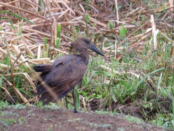 Hamerkop - near a puddle
