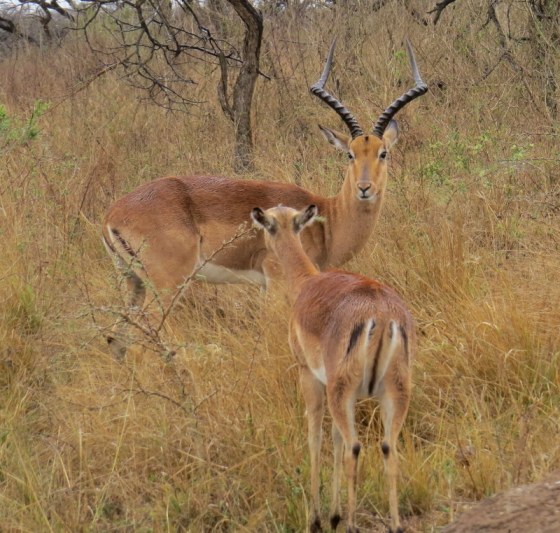 You find them everywhere but Impala are really beautiful