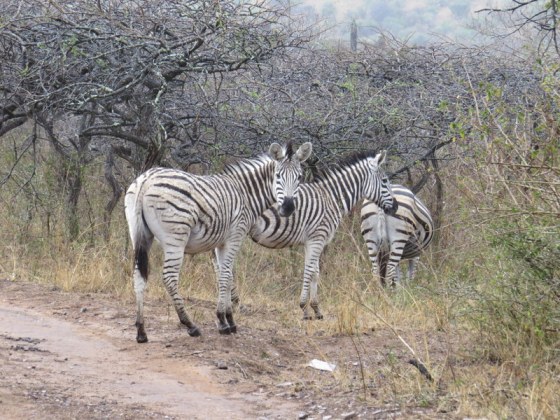 These stripy chaps were happy to see us.