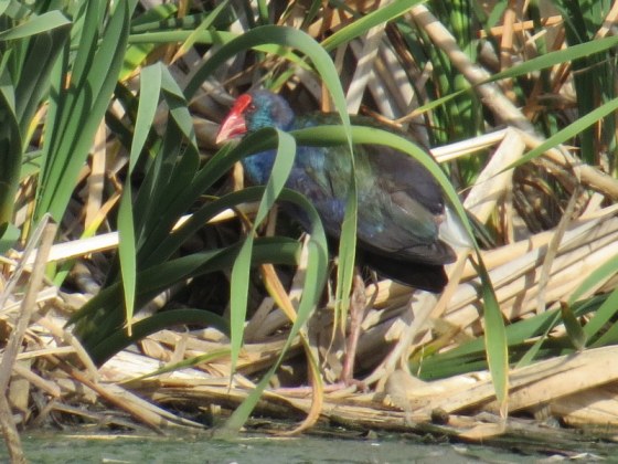 Purple Swamphen