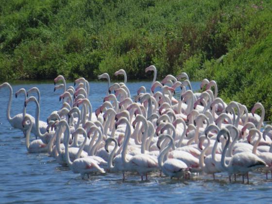 The flamingos were dispersed on every pond