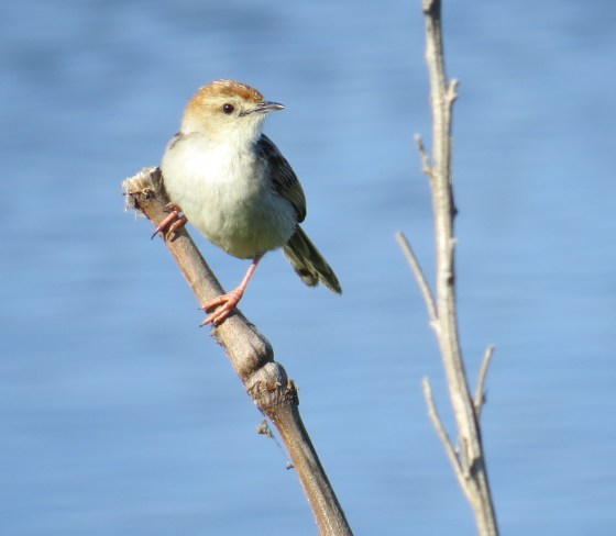 Levaillant's Cisticola