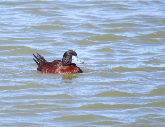 Male Maccoa Duck 