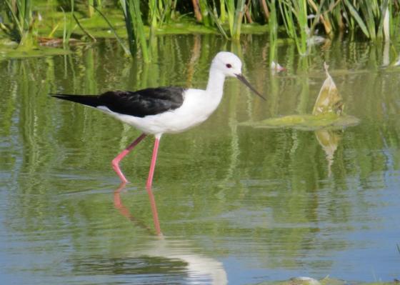 Black Winged Stilt