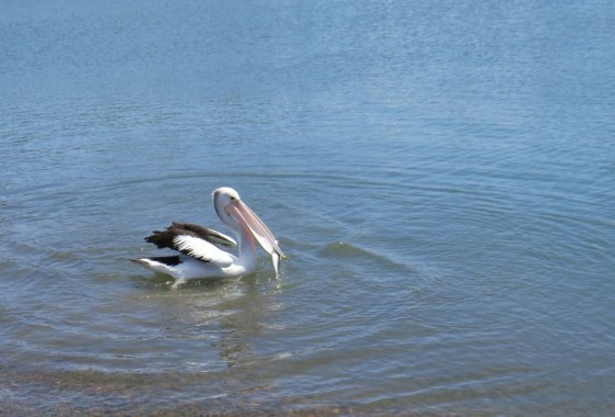 An Aussie Pelican gets a hand out