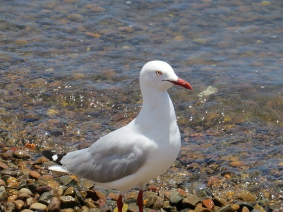 Silver Gull