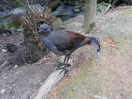 Lyre Bird