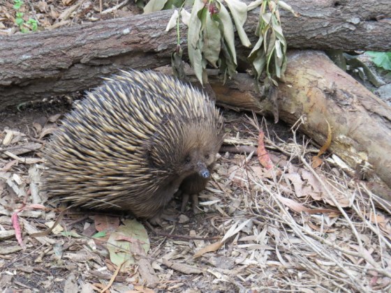 Spiny Anteater - almost missed him when looking at the Koalas!