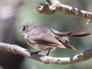 Grey Fantail - seen on Sleepy Bay Walk
