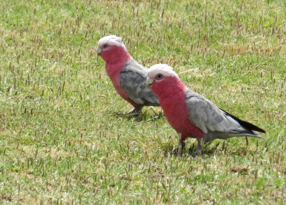 Pink and Grey Galahs posed beautifully for us