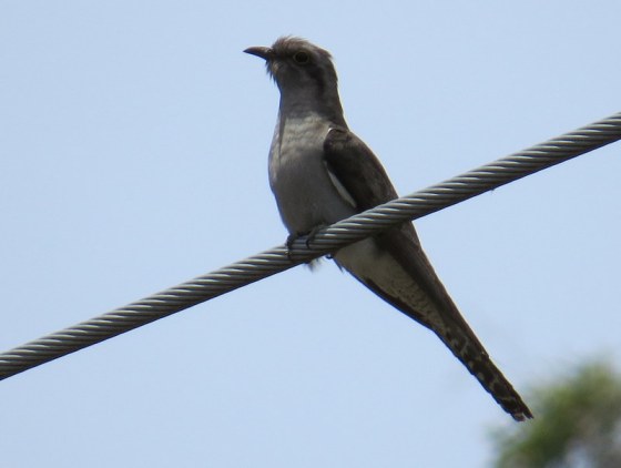 Pallid Cuckoo