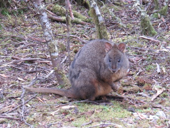 The wildlife came visiting in the form of this paddy melon