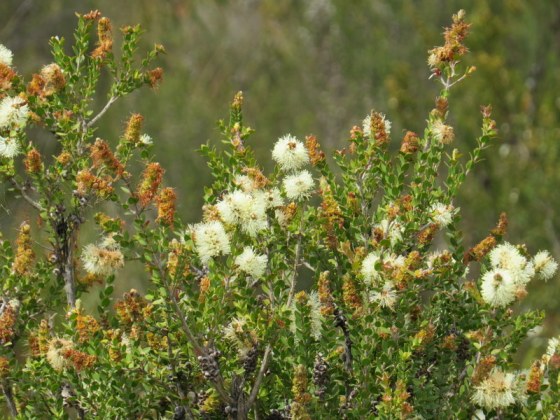 The wild flowers were beautiful