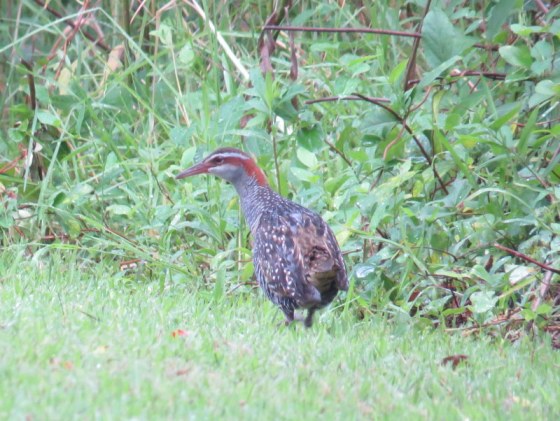 Buff-banded Rail