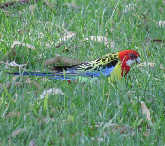 Crimson Rosella