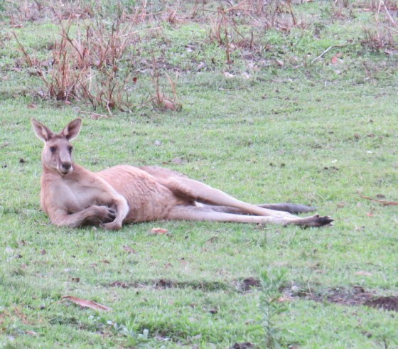 A Father Roo watches over mob