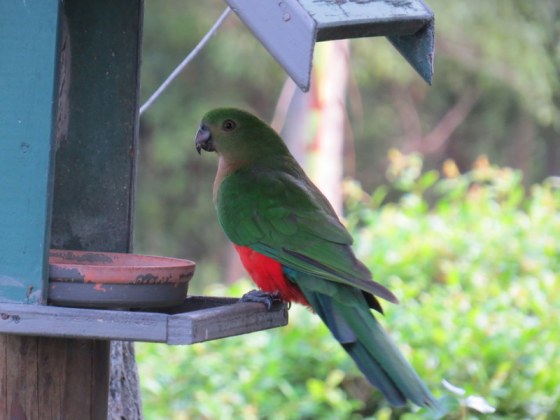 The male and female King Parrot came to the feeder but I only managed a good shot of the female