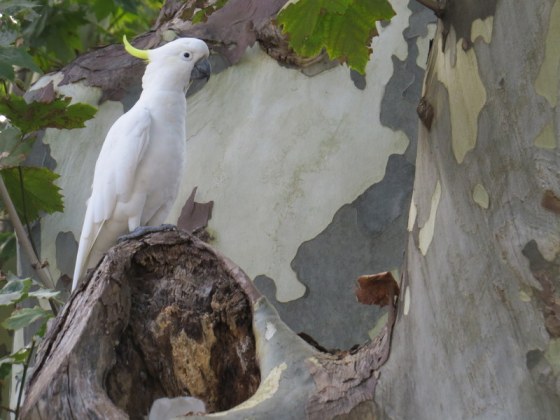 Sulphur Crested cockatoo keeping guard while his mate makes a nest in the hollow?