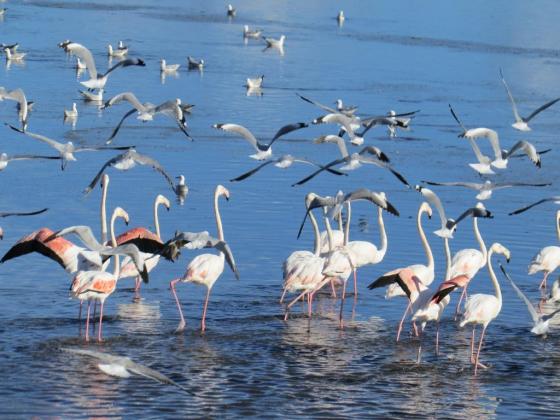 A disturbance set them to flight