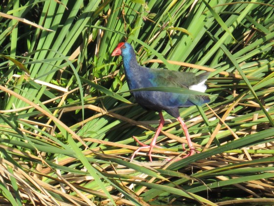 Those long widely spaced toes help when walking on reeds