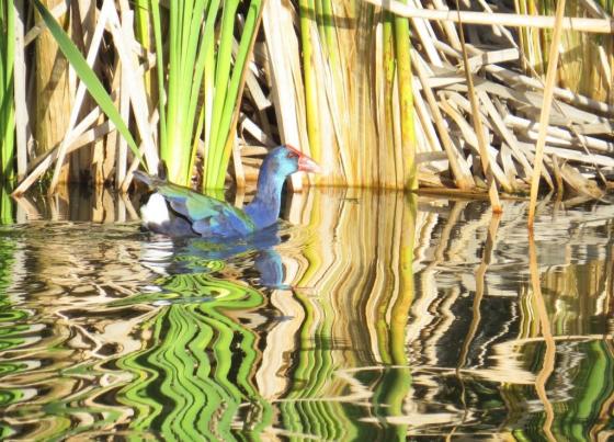 Sometimes swimming is required