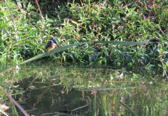 Malachite Kingfisher