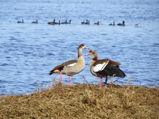 Egyptian Geese
