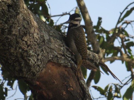 Female Cardinal Woodpecker